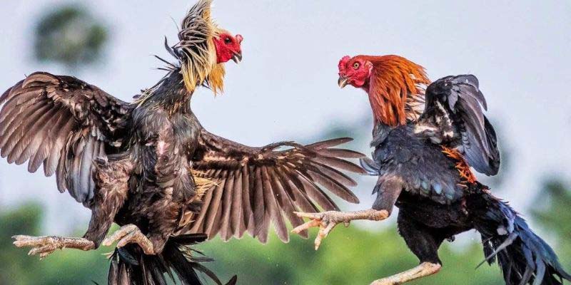 Các cửa đặt cược đá gà khá phổ biến