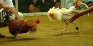Cách chơi đá gà cho người mới