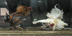 Khái niệm về đá gà Thomo