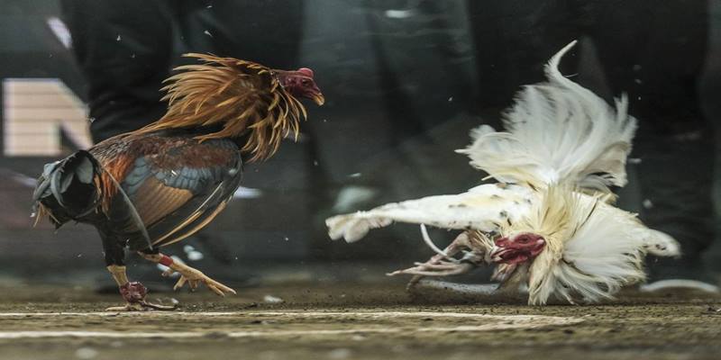 Khái niệm về đá gà Thomo